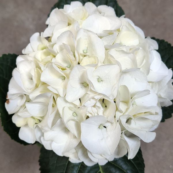 Гортензия Белая (Hydrangea macrophylla) д9 2250 фото