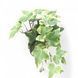 Плющ Хедера Варієгантний (Hedera helix variegata) д9 591 фото 1
