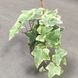 Плющ Хедера Варієгантний (Hedera helix variegata) д9 591 фото 2