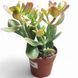 Крассула Сансет (Crassula Sunset) д10.5  2611 фото 1