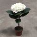 Гортензия Белая (Hydrangea macrophylla) д9 2250 фото 2