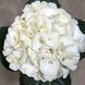 Гортензия Белая (Hydrangea macrophylla) д9 2250 фото 3