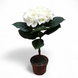 Гортензия Белая (Hydrangea macrophylla) д9 2250 фото 1