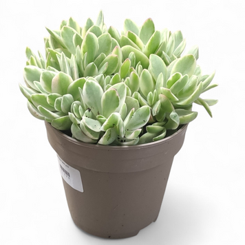 Крассула &laquo;Мені Мейкер&raquo; (Crassula 'Money Maker') д10.5  2612 фото