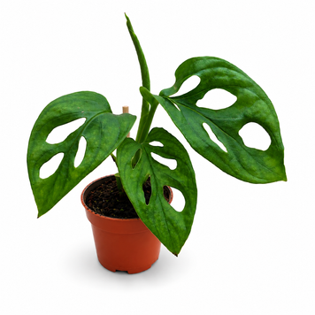 Монстера Адансона Мінт (Monstera Adansonii Mint) д 6 3340 фото