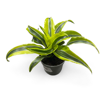 Драцена Фрагранс Лемон (Dracaena fragrans &lsquo;Lemon&rsquo;) д6 3022 фото