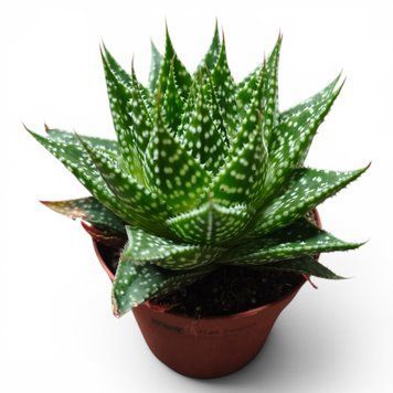 Гастерія Дурбан (Gasteria &lsquo;Durban&rsquo;) д9 3162 фото
