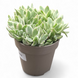 Крассула &laquo;Мені Мейкер&raquo; (Crassula 'Money Maker') д10.5  2612 фото 1