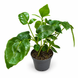 Шефлера Амате (Schefflera actinophylla &lsquo;Amate&rsquo;) д6 3395 фото 1