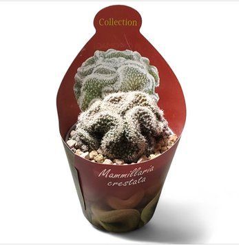 Опунция кристата гребенчатая (Opuntia cylindrica cristata) д6 3071 фото