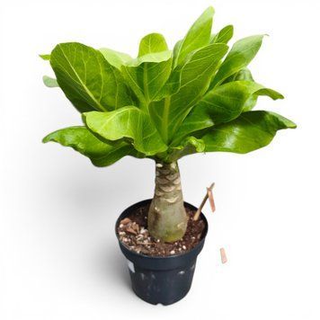 Бригамия (Brighamia insignis) 3163 фото