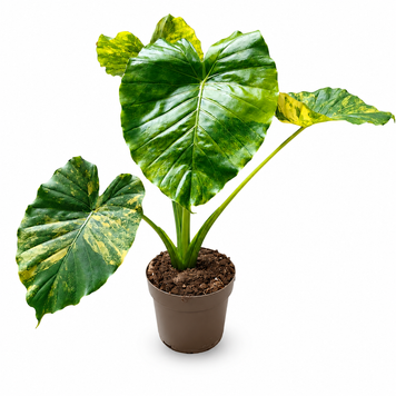 Калатея Гагеана Варієгата (Calathea gageana Variegata) д17 3276 фото