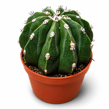 Мелокактус Максони Инермис (Melocactus maxonii &lsquo;Inermis&rsquo;) д10.5  3441 фото