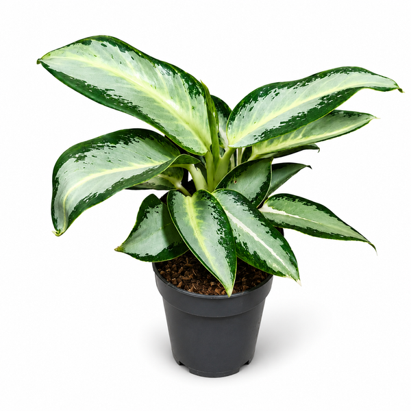 Аглаонема Сильвер Блю (Aglaonema &lsquo;Silver Blue&rsquo;) д12 2769 фото