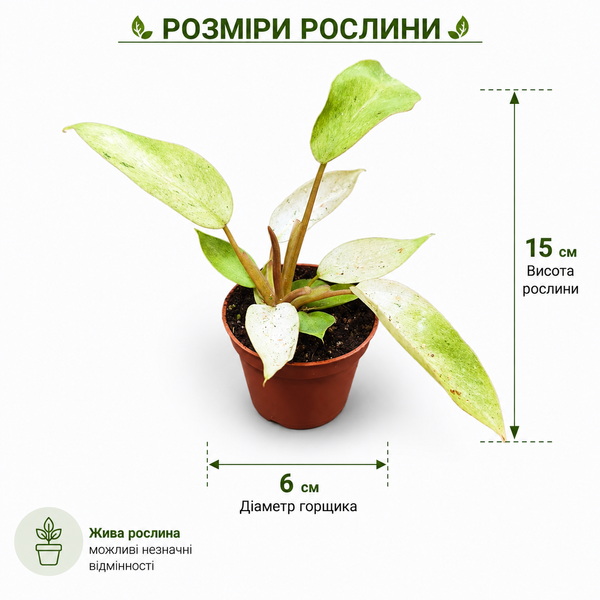Філодендрон Сноудріфт (Philodendron &lsquo;Snowdrift&rsquo;) д6 3396 фото