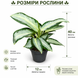 Аглаонема Сильвер Блю (Aglaonema &lsquo;Silver Blue&rsquo;) д12 2769 фото 3