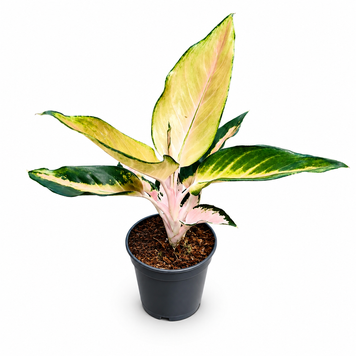 Аглаонема Чіна Пінк (Aglaonema &lsquo;China Pink&rsquo;) д12 3397 фото