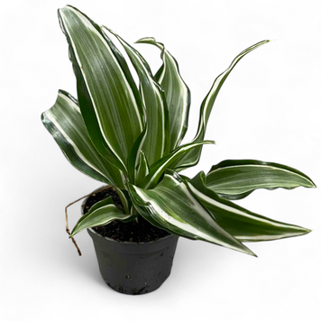 Драцена Вайт Джевел (Dracaena White Jewel) д6 3024 фото