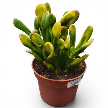 Крассула Хоббіт Триколор (Crassula ovata 'Hobbit Tricolor') д9 3228 фото