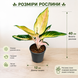 Аглаонема Чіна Пінк (Aglaonema &lsquo;China Pink&rsquo;) д12 3397 фото 2