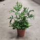 Дріоптеріс (Dryopteris) 2619 фото 2