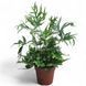 Дріоптеріс (Dryopteris) 2619 фото 1