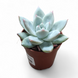 Эхеверия Колората (Echeveria colorata) д 5.5 2247 фото 1