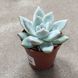 Эхеверия Колората (Echeveria colorata) д 5.5 2247 фото 2