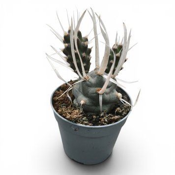 Тефрокактус Артикулатус (Tephrocactus articulatus) д6 3166 фото