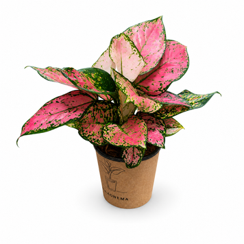 Аглаонема Ред Валентайн (Aglaonema &lsquo;Red Valentine&rsquo;) 3398 фото