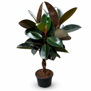 Фикус Бургунди (Ficus elastica 'Burgundy') 130 3278 фото