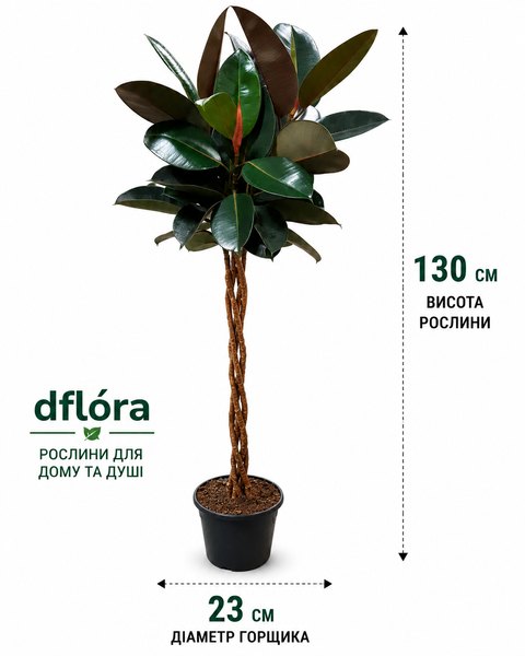 Фикус Бургунди (Ficus elastica 'Burgundy') 130 3278 фото
