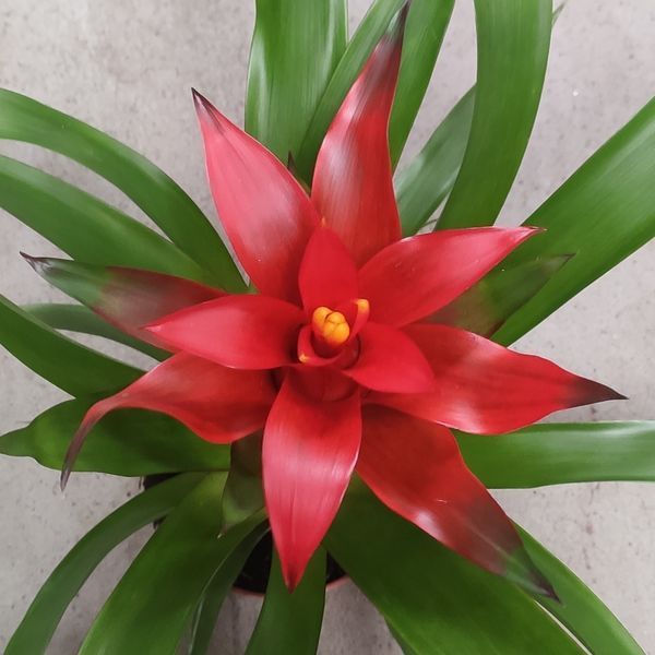 Гузманія Блітц (Guzmania 'Blicz') д9 314 фото