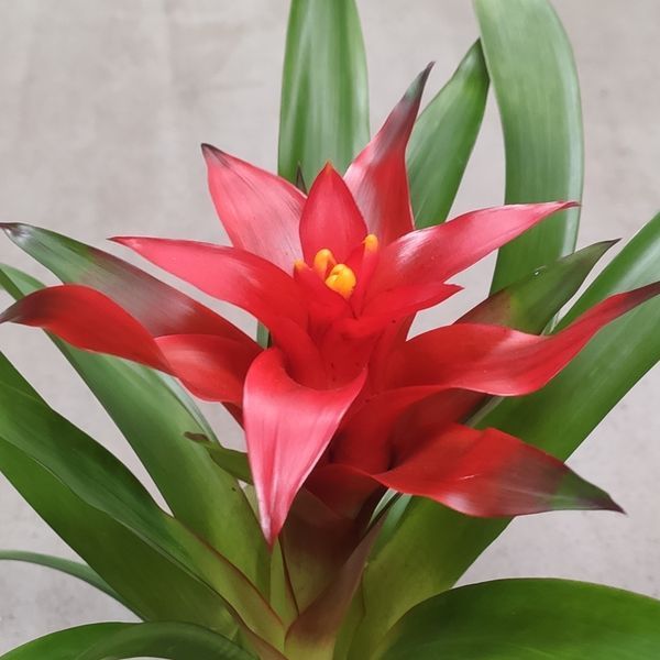 Гузманія Блітц (Guzmania 'Blicz') д9 314 фото