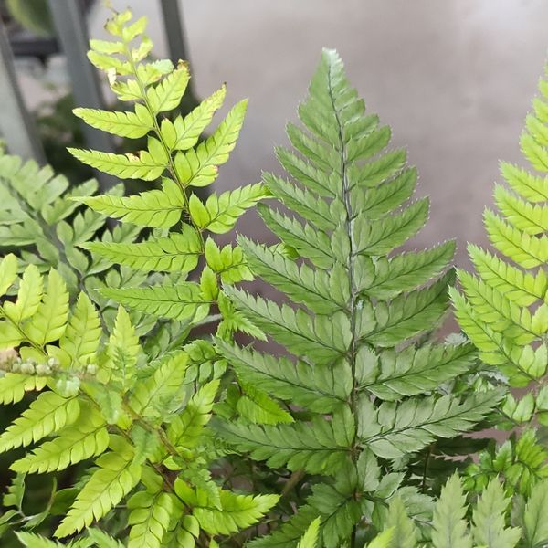 Папоротник Атириум (Athyrium) д12 2914 фото