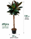 Фикус Бургунди (Ficus elastica 'Burgundy') 130 3278 фото 2