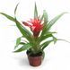 Гузманія Блітц (Guzmania 'Blicz') д9 314 фото 1