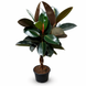 Фикус Бургунди (Ficus elastica 'Burgundy') 130 3278 фото 1