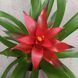 Гузманія Блітц (Guzmania 'Blicz') д9 314 фото 3