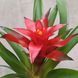 Гузманія Блітц (Guzmania 'Blicz') д9 314 фото 5