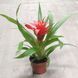 Гузманія Блітц (Guzmania 'Blicz') д9 314 фото 2