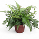 Папоротник Атириум (Athyrium) д12 2914 фото 1