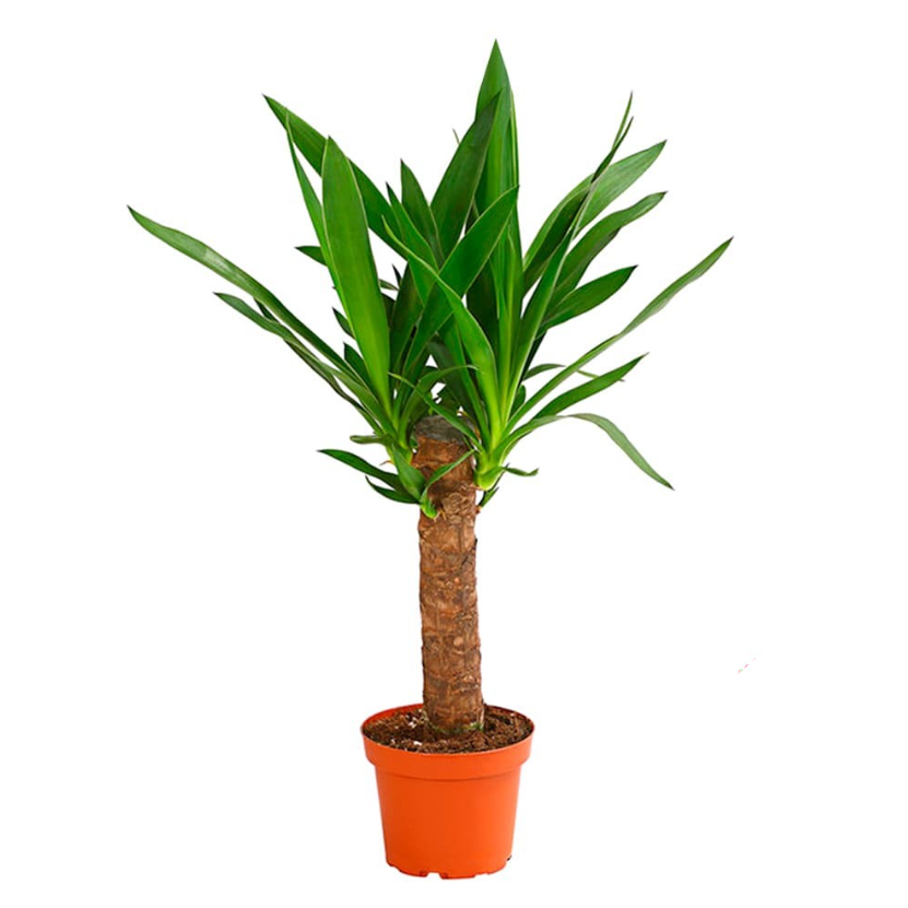 yukka-60773475800878.png