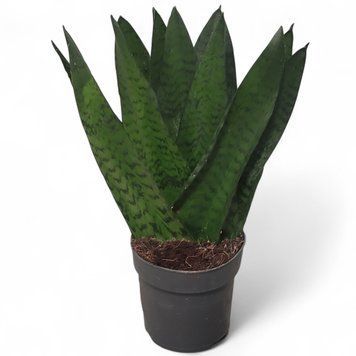 Сансев&rsquo;єрія Зейланіка Фан (Sansevieria Zeylanica Fan)&nbsp; 2661 фото