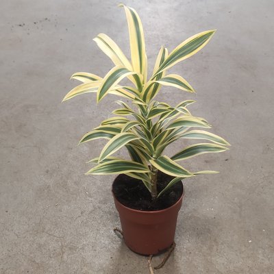 Драцена Індія (Dracaena reflexa 'Song of India') 1573 фото