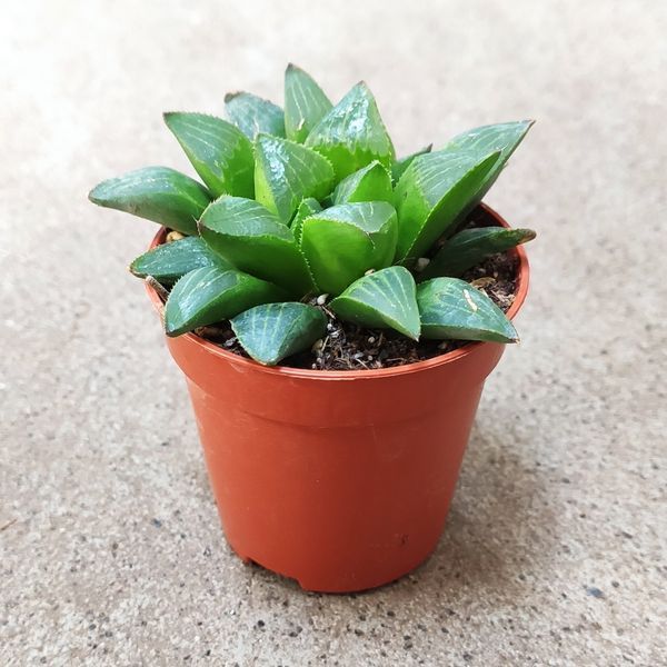 Хавортия ретуза (Haworthia retusa) 2286 фото