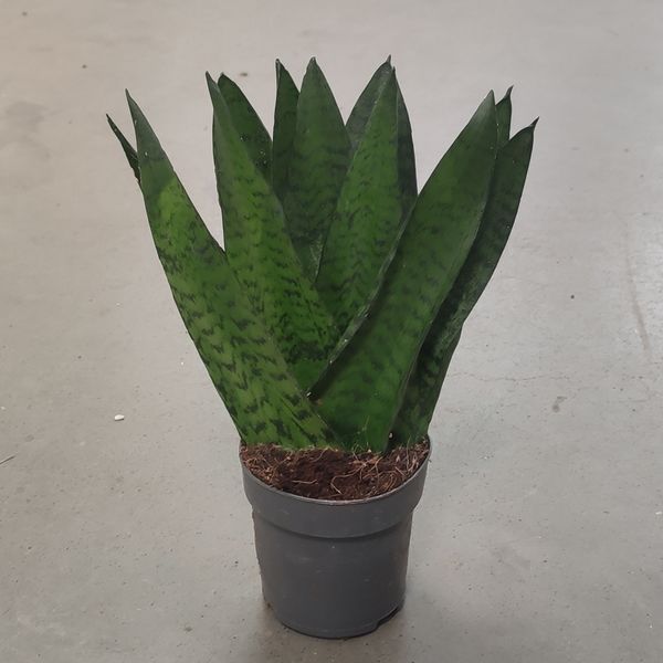 Сансевьерия Зейланика Фан (Sansevieria Zeylanica Fan) 2661 фото