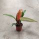 Філодендрон Ред Сан (Philodendron Red Sun) 2567 фото 2