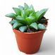 Хавортия ретуза (Haworthia retusa) 2286 фото 1