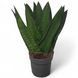 Сансевьерия Зейланика Фан (Sansevieria Zeylanica Fan) 2661 фото 1